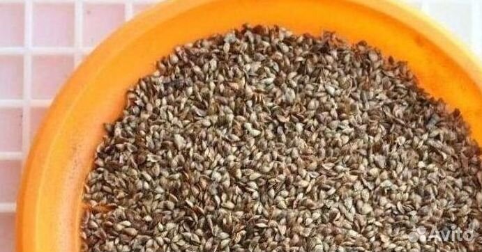 Семена лиственницы от производителя