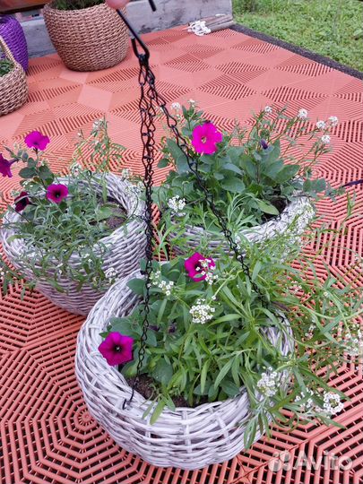 Рассада помидор