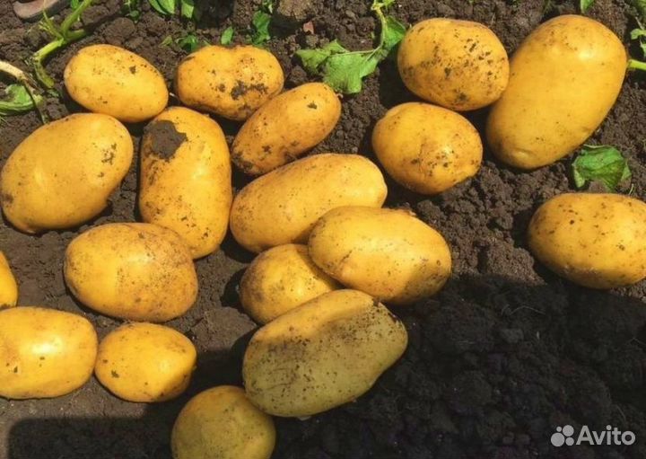 Картофель оптом