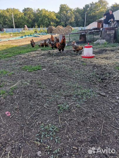 Павловские куры