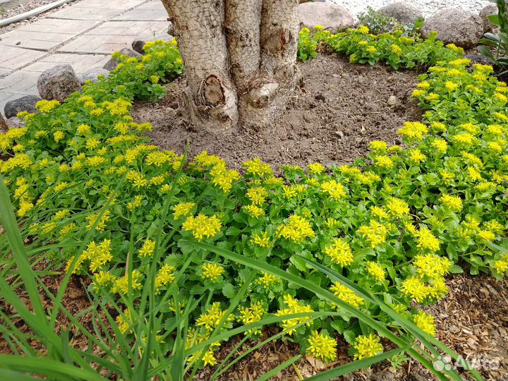 Очиток 2 вида