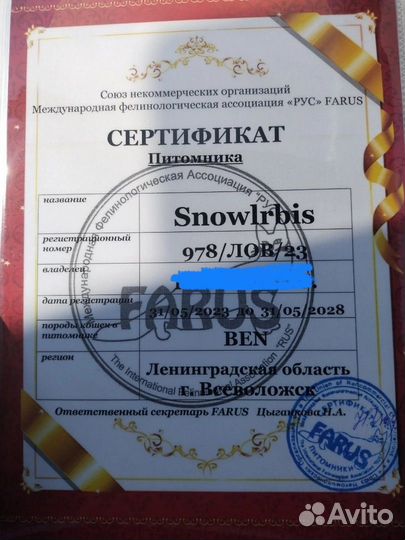 Бенгальская снежная с родословной