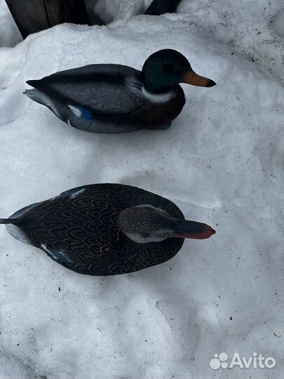 Чучела уток