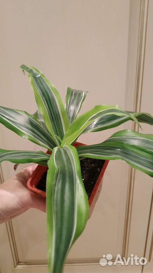 Драцена Lemon lime