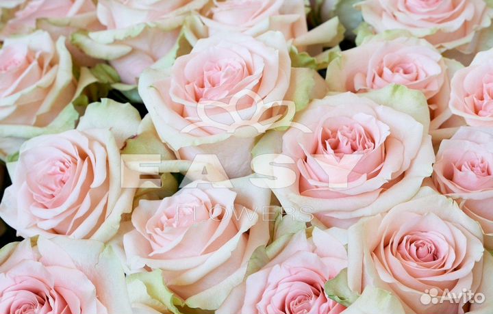 Цветы розы с доставкой 101 51 501
