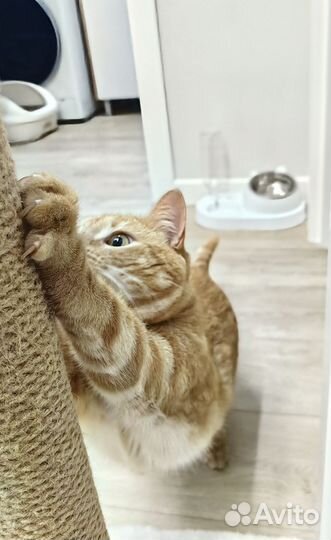 Миска с автопоилкой