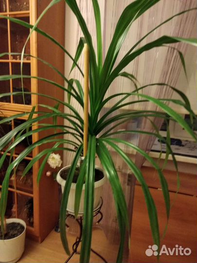 Пальма панданус