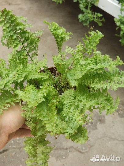 Папоротник комнатный
