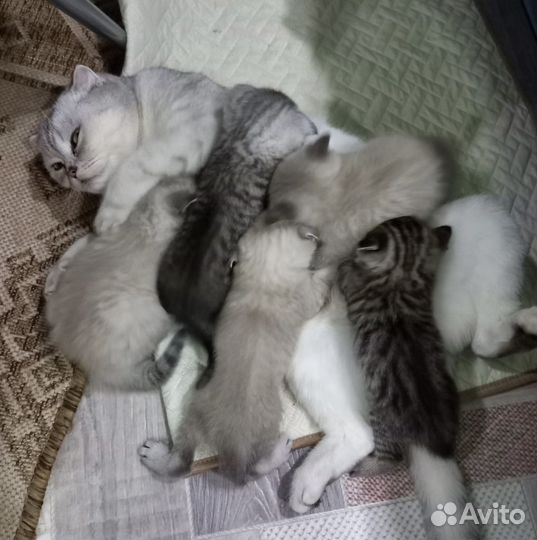 Шотландские котята