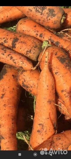 Морковь домашняя