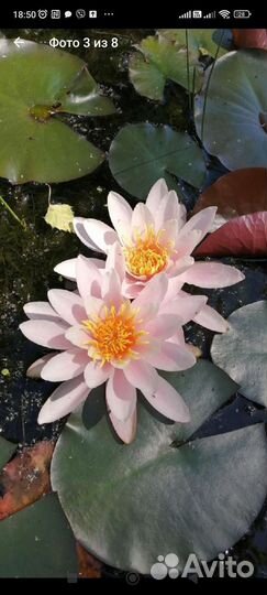 Ирис болотный, водокрас