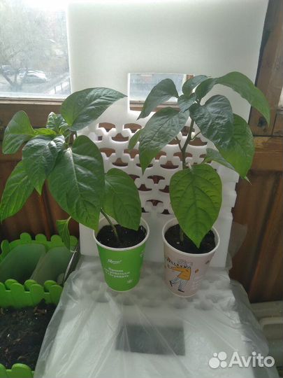 Продам рассаду