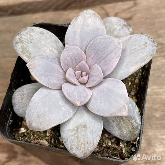 Редкие суккуленты