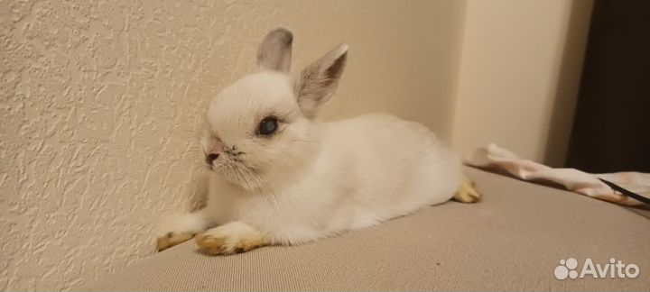 Декоративные кролики