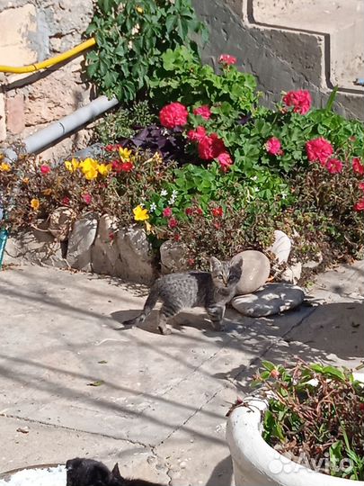 Отдам котята в добрые руки