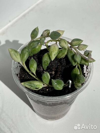 Крестовник (Сенецио) Геррейна вар. комнатные раст