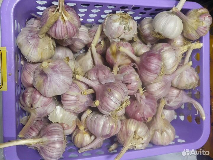 Чеснок озимый