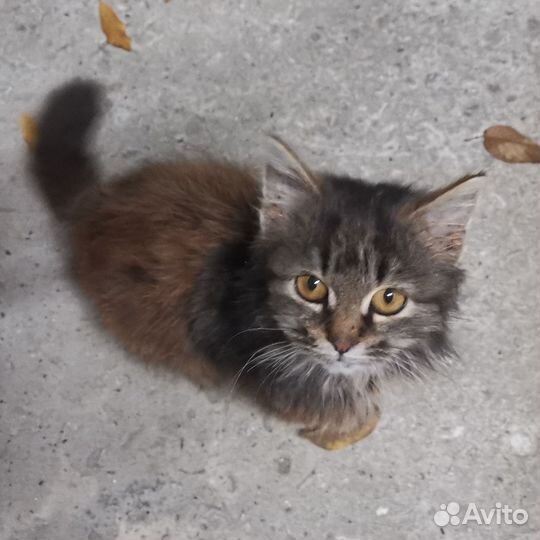 Котенок (кошечка)