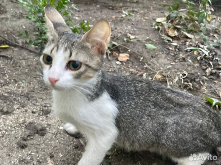 Барсик. Нарушена координация движений. Приют