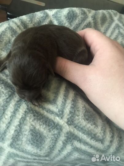 Щенки той терьер