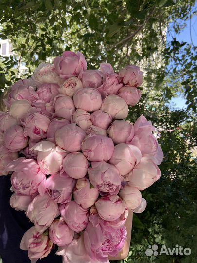 Букет из пионов Сара бернар 45 шт