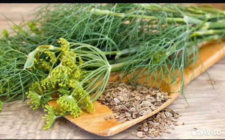 Веники Укропа для засолки