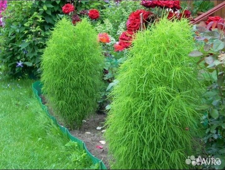 Рассада кохия