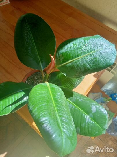 Фикус Эластика