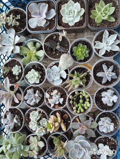 Суккуленты