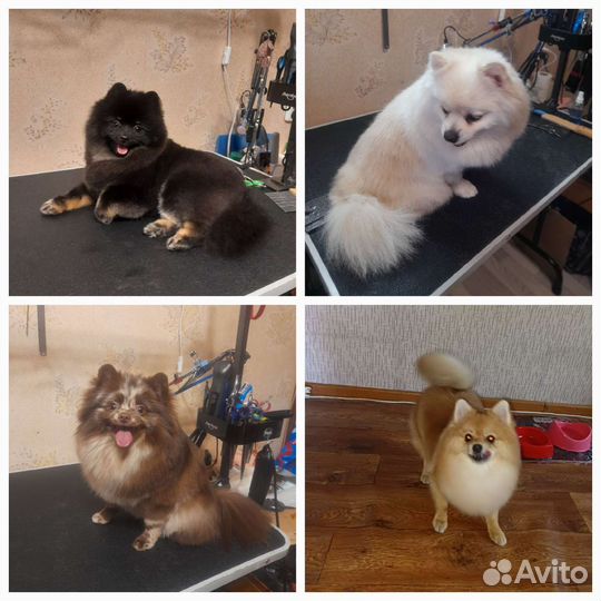 «Мохнатый шмель». Груминг собак и кошек