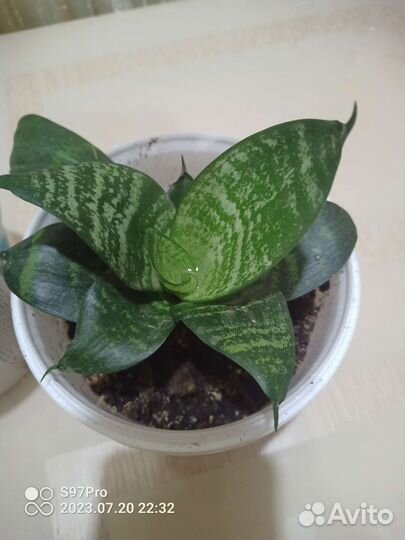 Сансевиерия