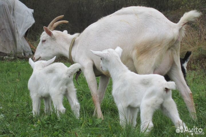 Дойные козы породистые