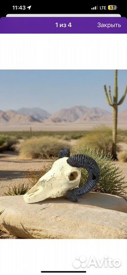 Череп буйвола и человека