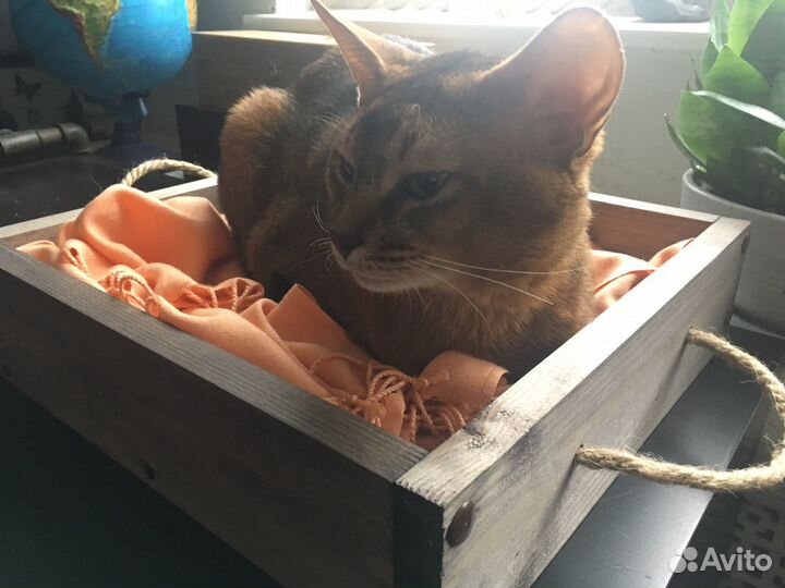 Лежанка для кошки