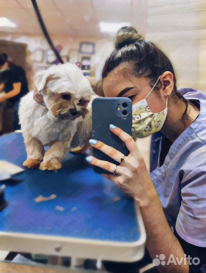 Груминг собак