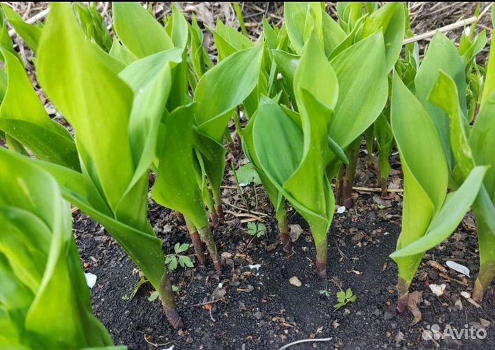 Ландыш серебристый