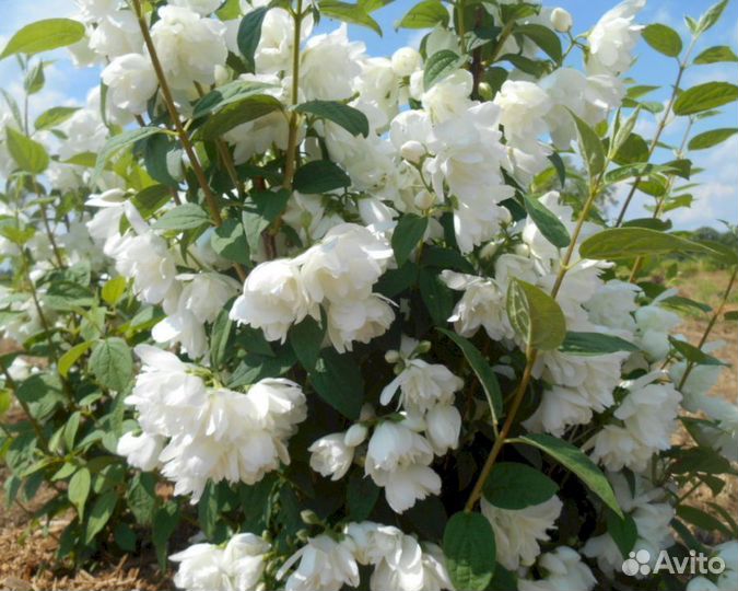 Чубушник Сноубель