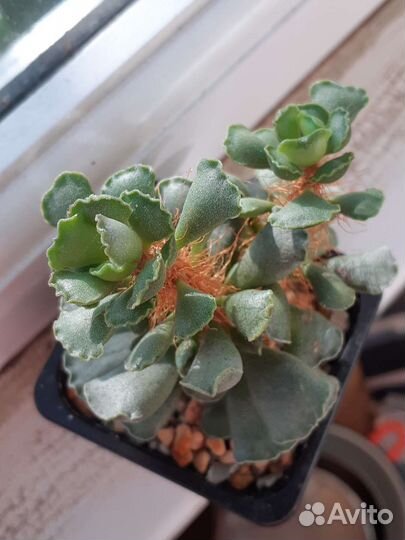 Адромискусы разные, суккуленты