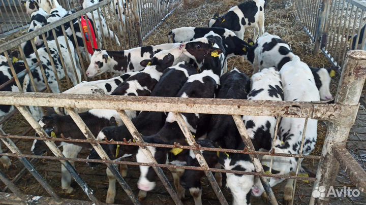 Телята бычки на откорм