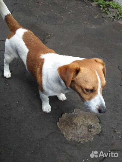 Щенки джек рассел терьер