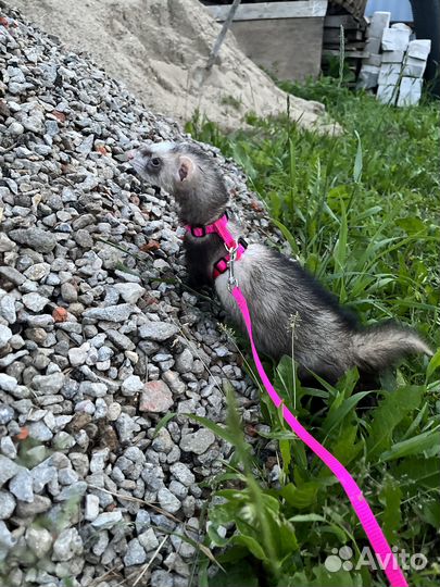 Хорек девочка