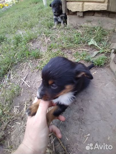 Щенки помесь немецкой овчарки