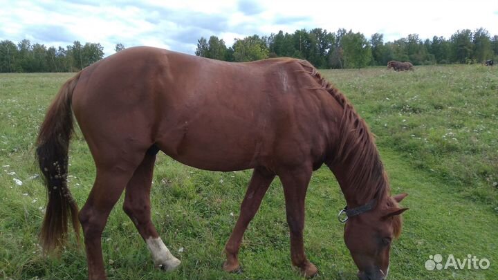 Жеребец орловский рысак