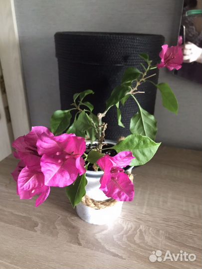 Бугенвиллея