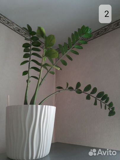 Замиокулькас