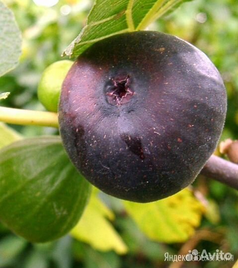 Саженцы инжира