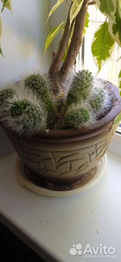 Маммиллярия Гана кактус