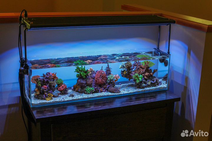 Оформление, обслуживание аквариумов