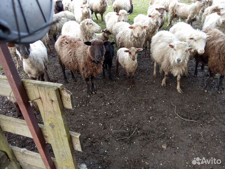 Овцы бараны Ярки егнята