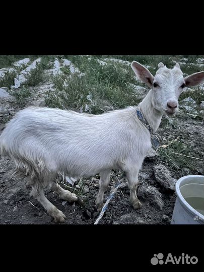 Коза дойная молочная